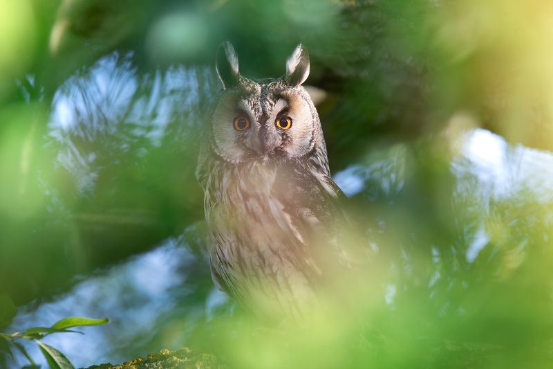 Ушастая сова, Asio otusphoto preview