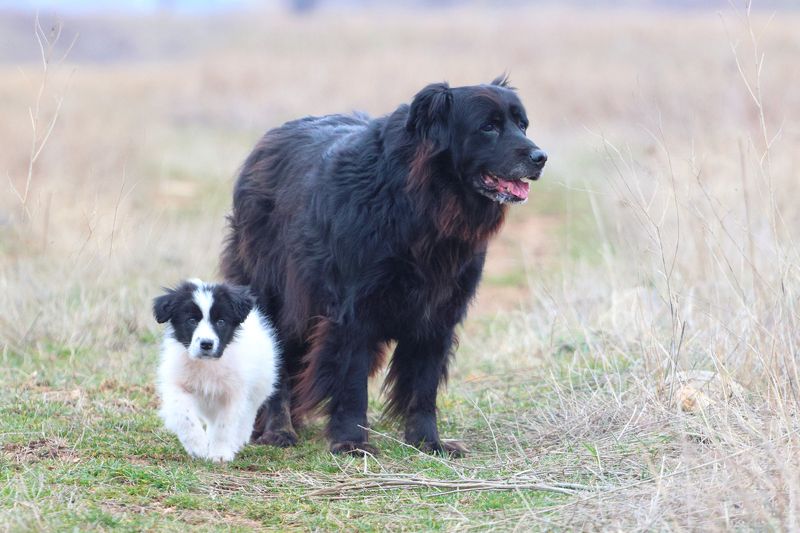 Бела и Нераphoto preview