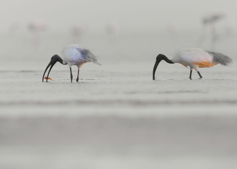 closeup, bird, birds, wild, wings, beauty, nature, swan, feather, spread, little sparrow,animal,animals,nikon,tailorbird,portrait,eyes,eagle,kite,flying,sky,prey Black-headed ibisphoto preview
