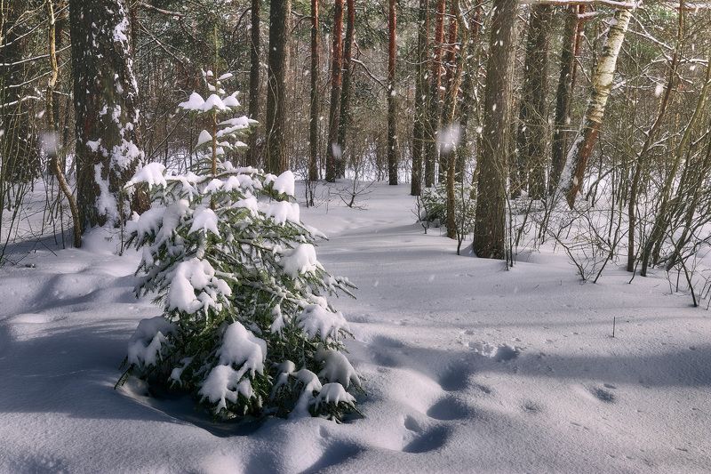 лес, деревья, свет, снег В зимнем лесу фото превью