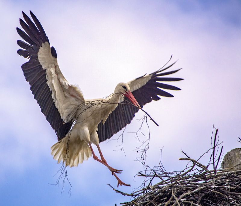 Весенние хлопотыphoto preview