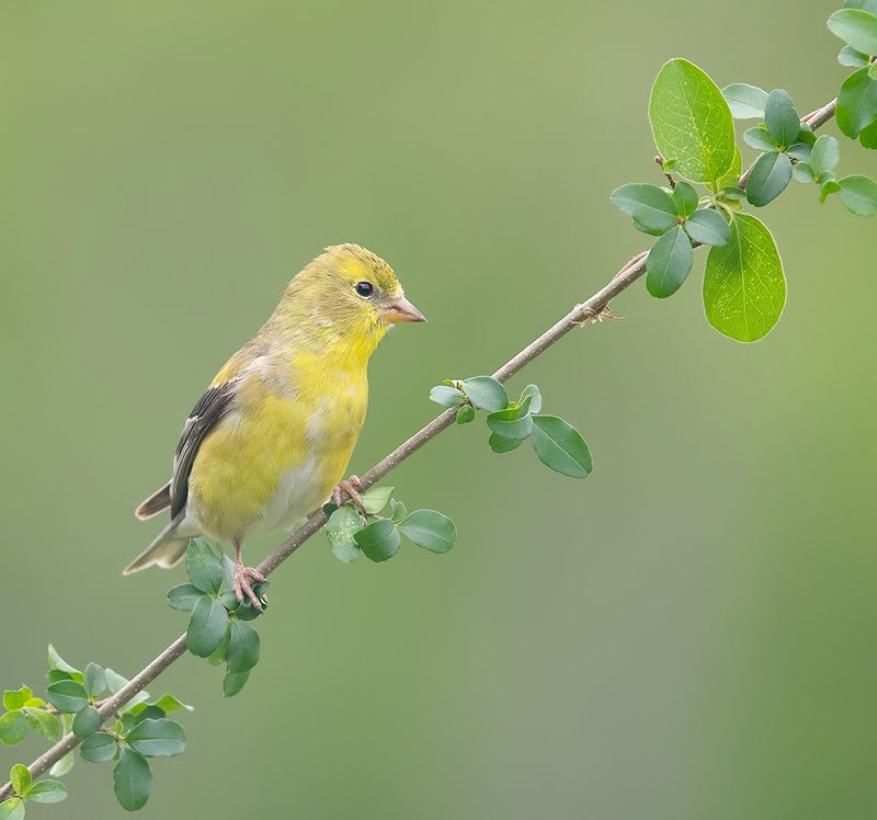 american goldfinch, американский чиж, чиж, весна American Goldfinch - Американский чижphoto preview