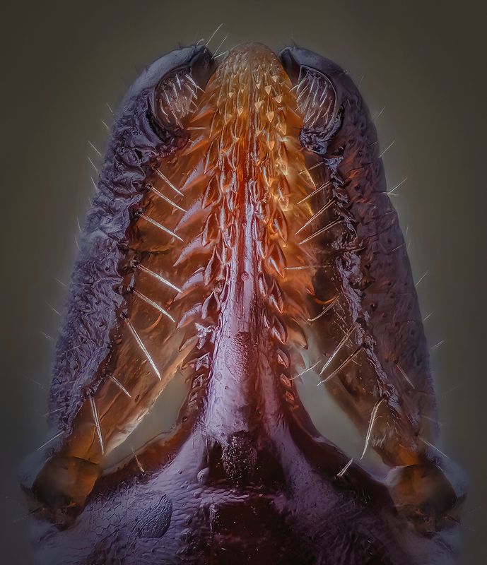 araneae, ixodes ricinus, собачий клещ Гарпунphoto preview