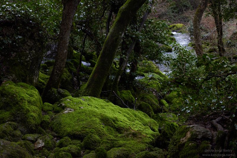 пейзаж как магия Ручей светящихся мхов... фото превью