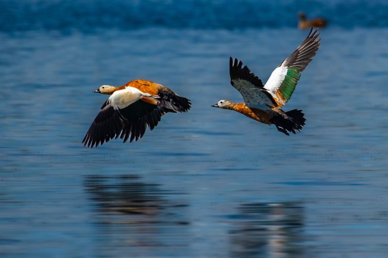 огари, птицы, алтай Огариphoto preview