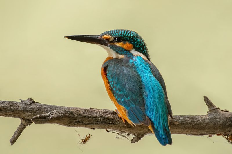 зимородок, птицы Зимородокphoto preview