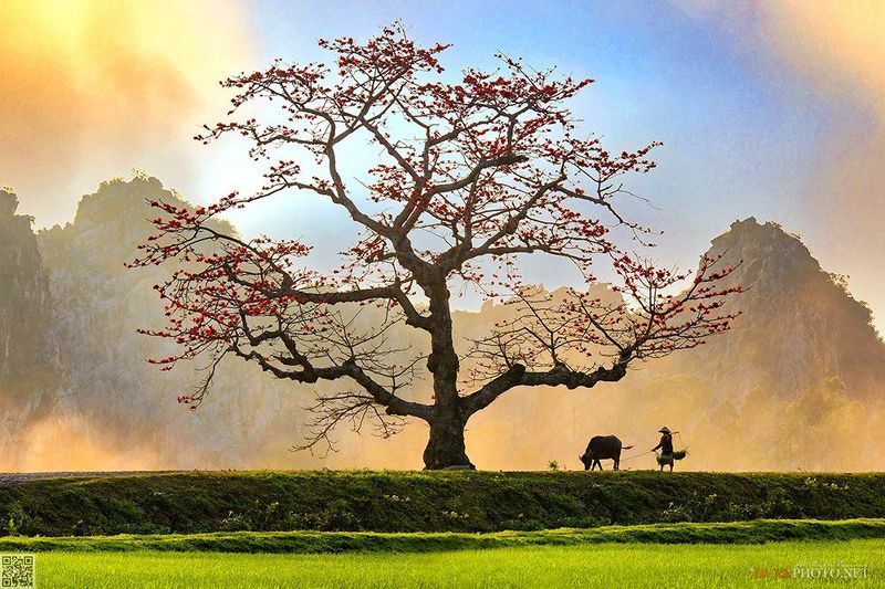 quanphoto, landscape, sunset, sundown, rural, countryside, tree, buffalo, farmland, mountains, vietnam Countryside Sunsetphoto preview