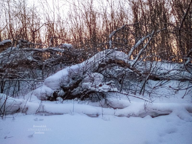 пейзаж, природа, снег,  зима, лес, деревья Февраль. Зима в лесу.photo preview