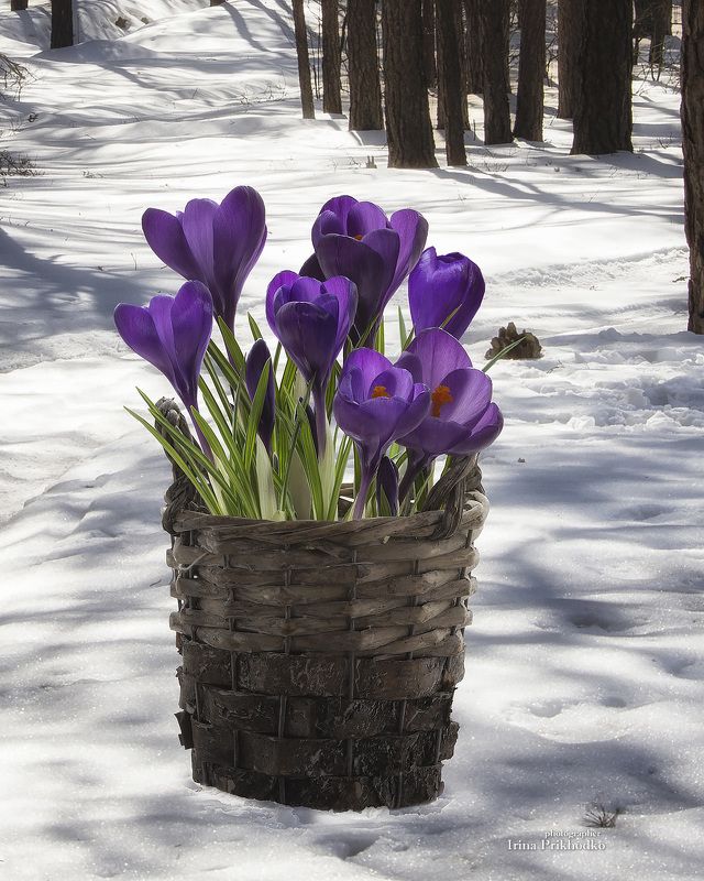 натюрморт, пленэр, цветы, букеты, крокусы Весна идетphoto preview