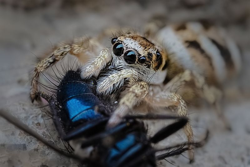 araneae, salticus scenicus, пестрый скакун Трапезаphoto preview