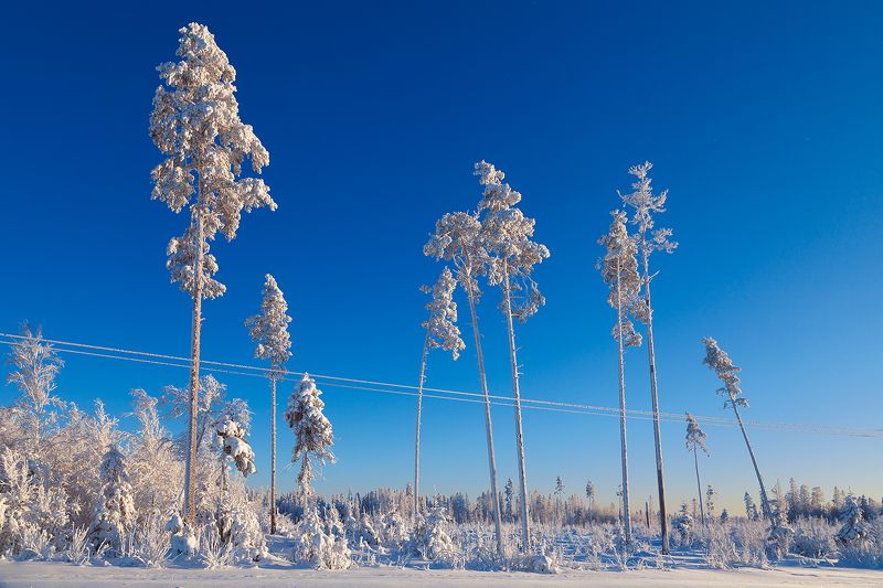 winter, snow, january nature Winterphoto preview
