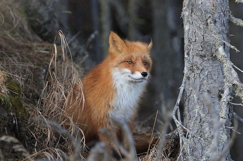 лиса Осенний портретphoto preview