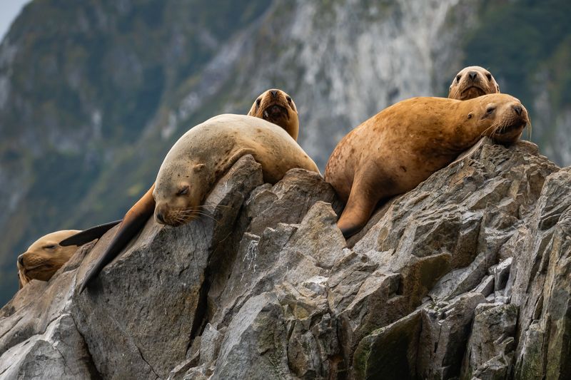 Камчатские сивучиphoto preview