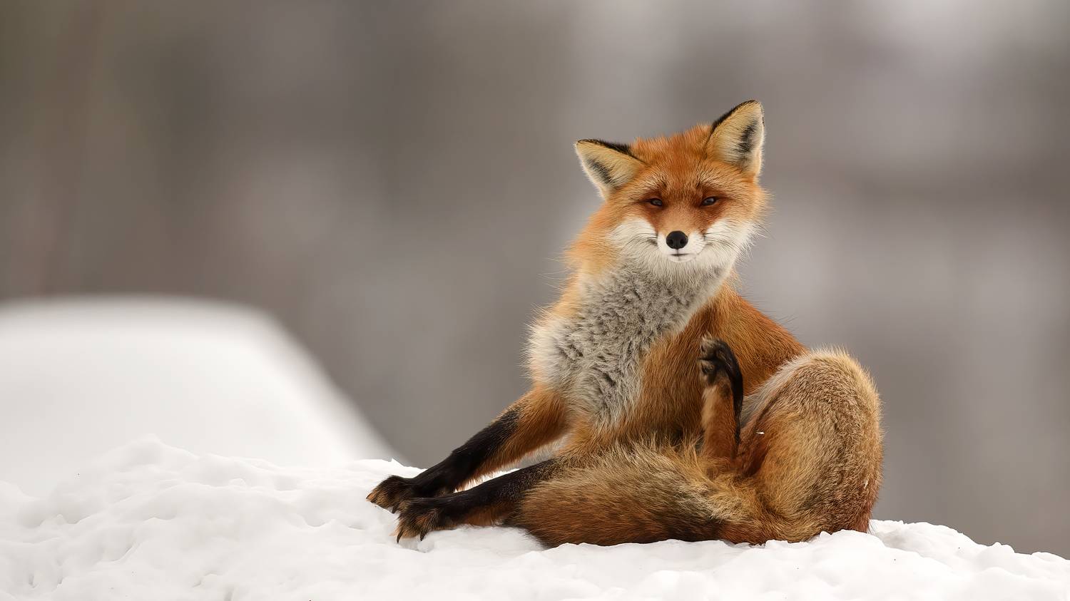 , Калинин Михаил