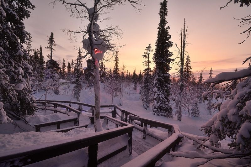 Кольский, зима, Хибины, лес, снег, закат В тишинеphoto preview