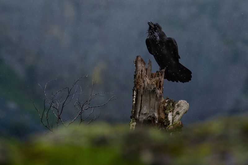 ворон, птица Хугинphoto preview