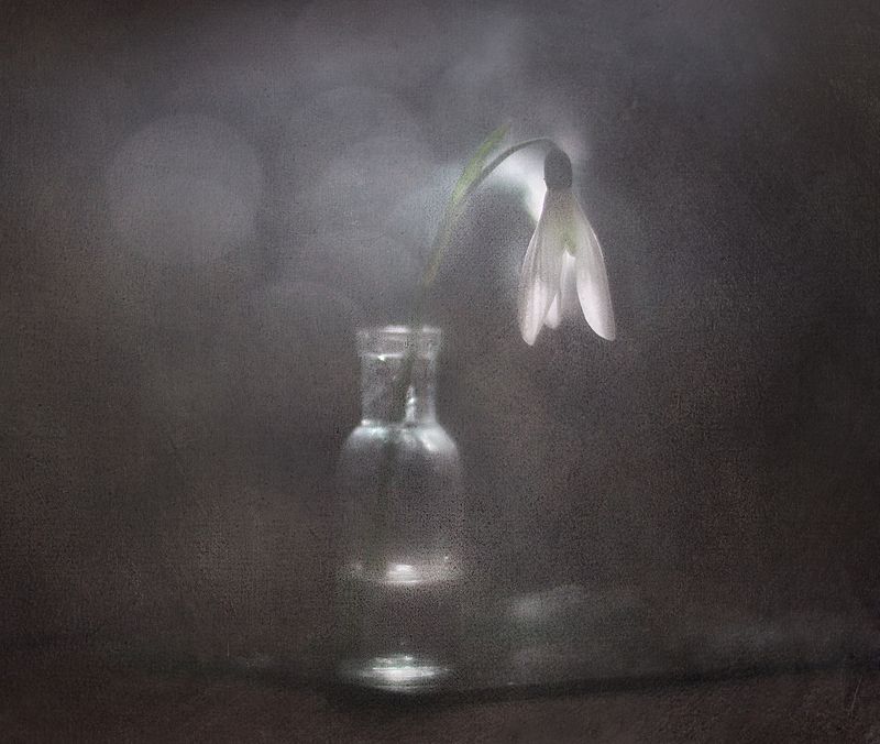 Сон подснежникаphoto preview