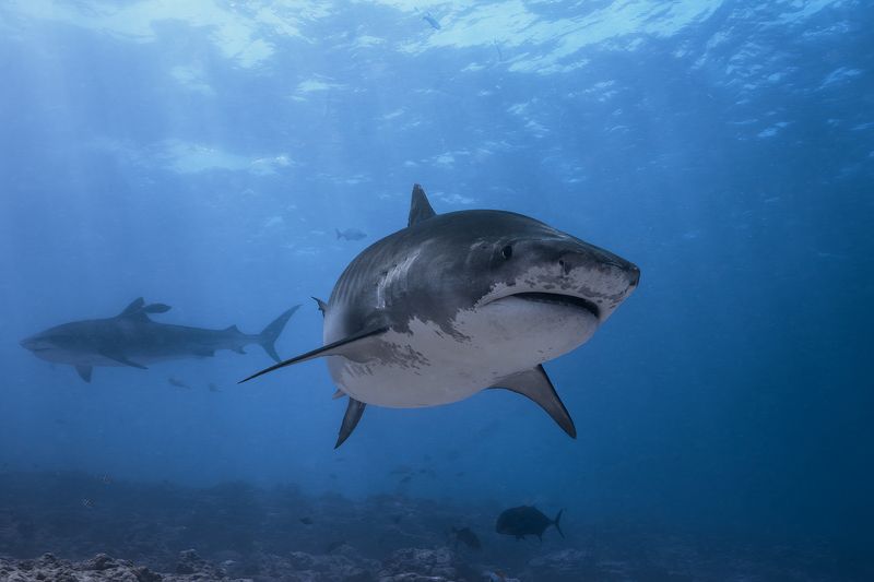 Tiger Sharkphoto preview