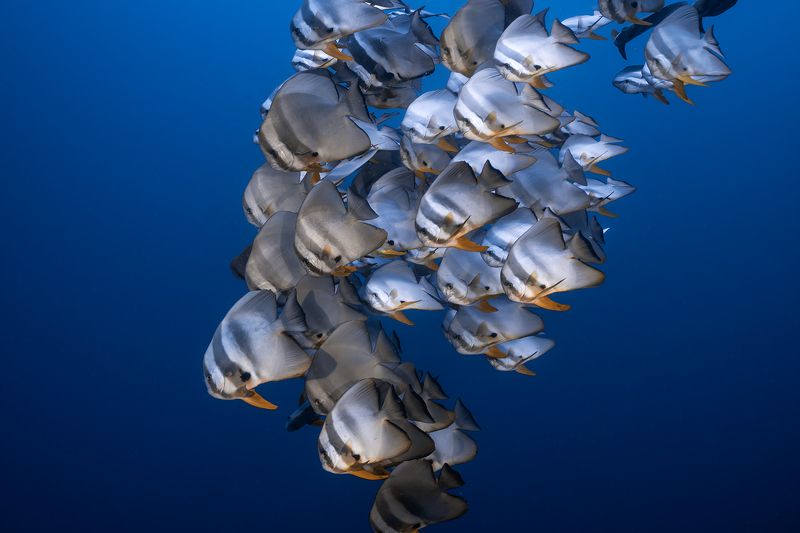 platax orbicularis photo preview