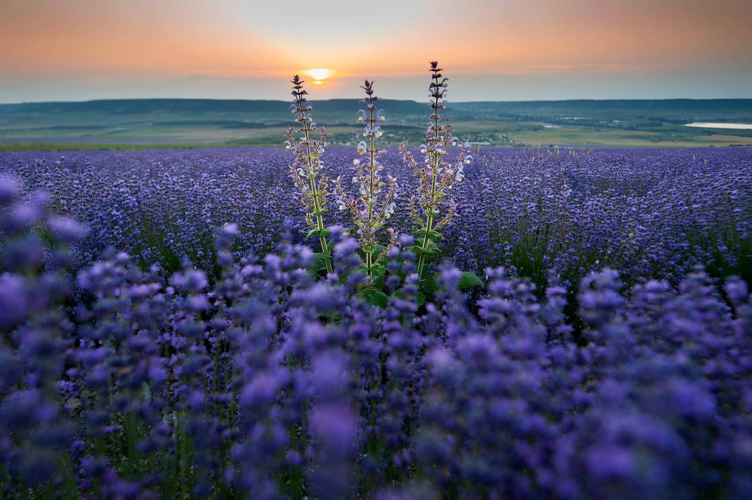 , Дарья Васильева