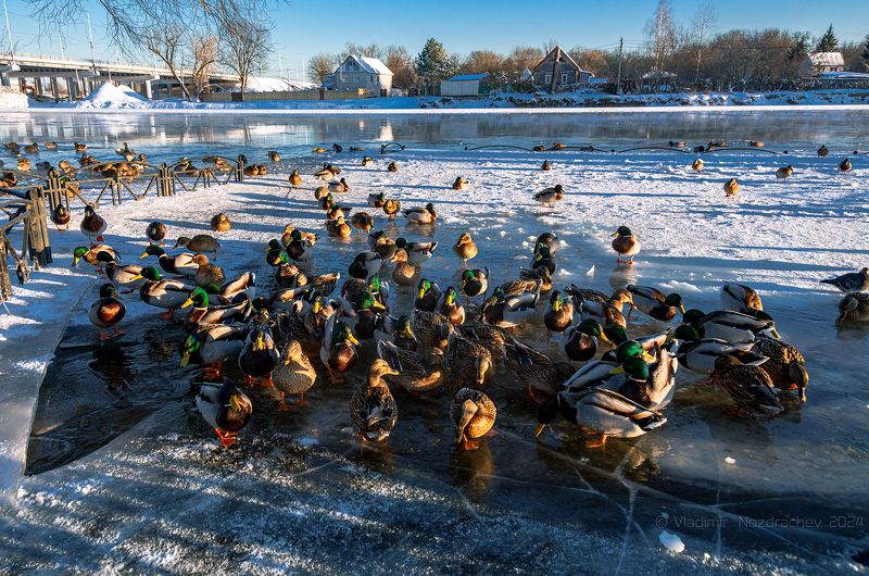 Утиное собраниеphoto preview