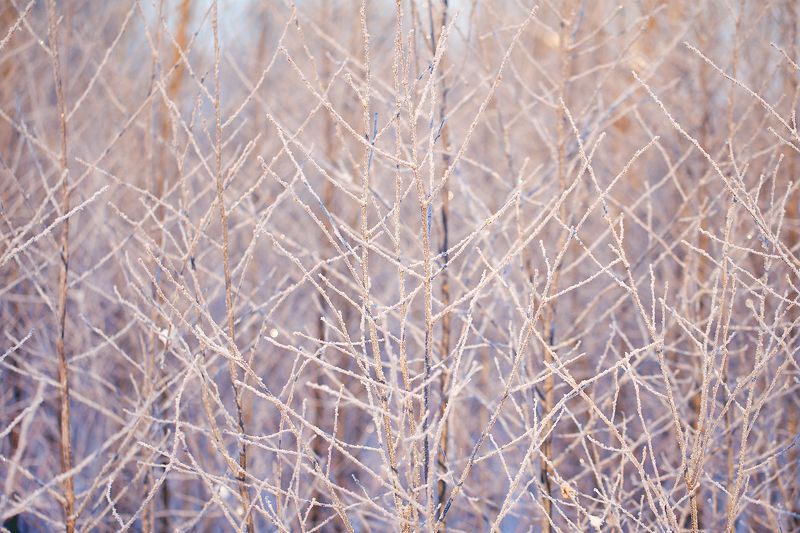 frost, winter, branches, february, nature, flora Branchesphoto preview
