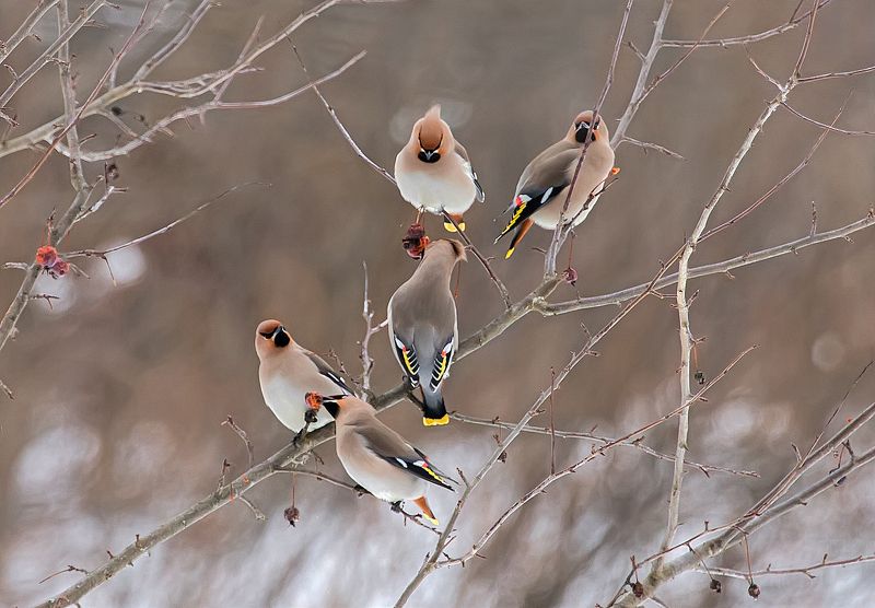 птицы, свиристели, парк, зима, кормёжка, собрание, пятиминутка Пятиминуткаphoto preview