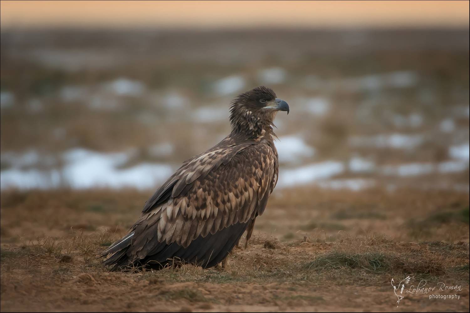 На закате ... . Автор: Лобанов Роман , Лобанов Роман