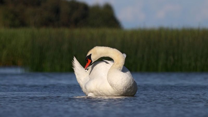 лебедь-шипун, лебедь, cygnus olor, mute swan, swan, куршская коса, куршский залив Шипун на отдыхеphoto preview