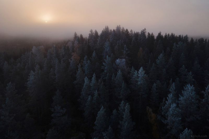карельский перешеек, дремучий лес, выборгский район, карелия, сейды Большое лесное погружение - IIphoto preview