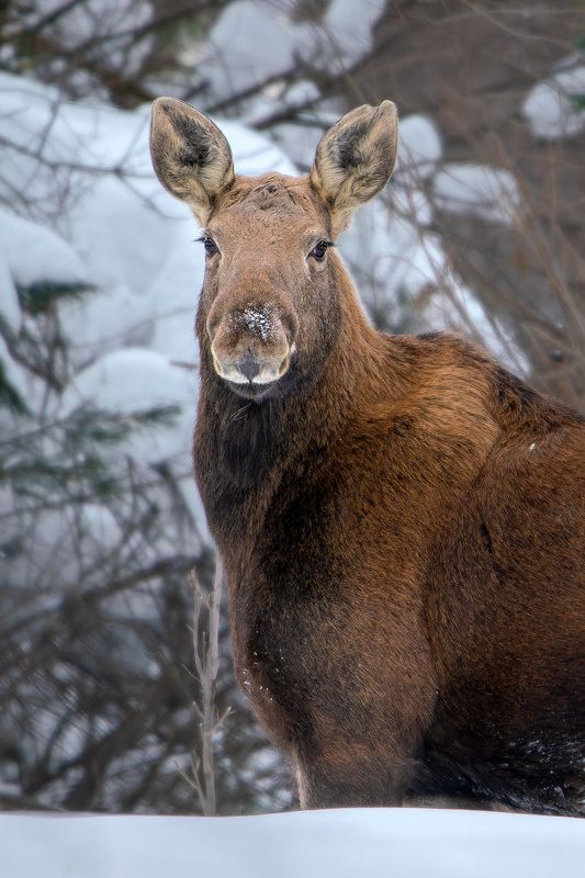 Портрет рыжей лосихиphoto preview