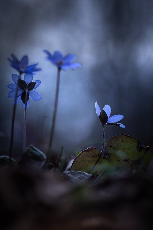 Blue momentsphoto preview