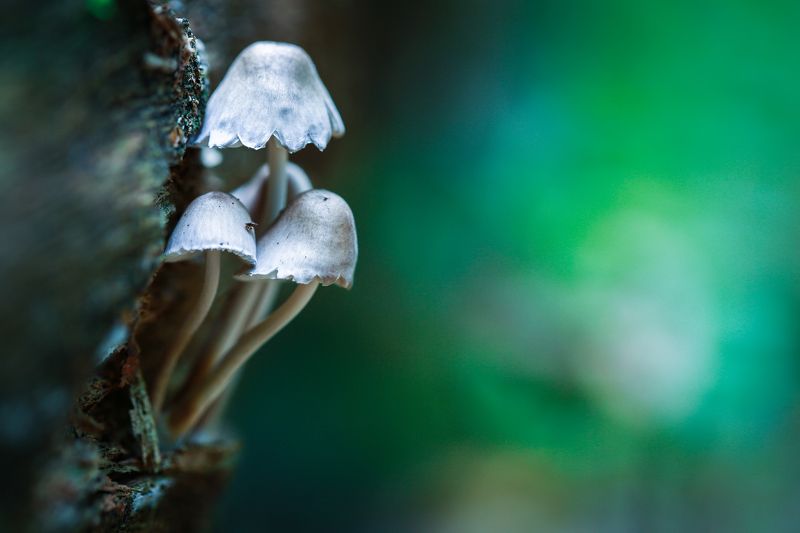 Осенние грибочки.photo preview