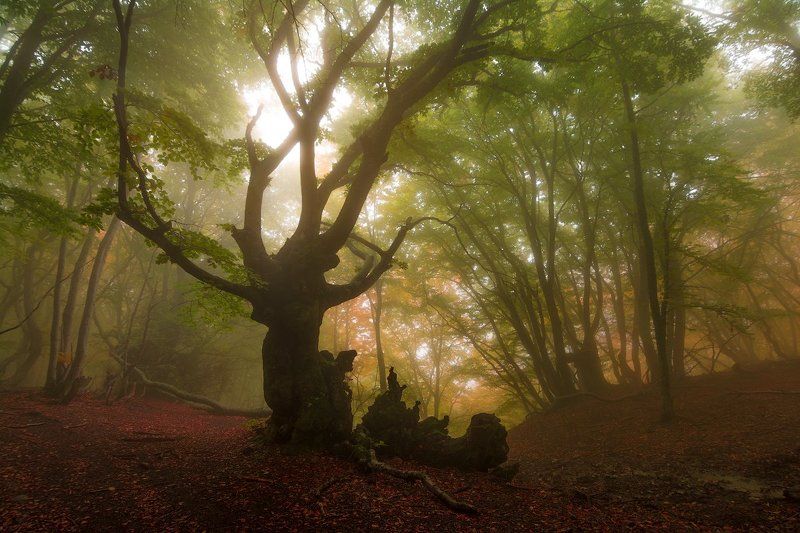 демерджи, крым ***photo preview