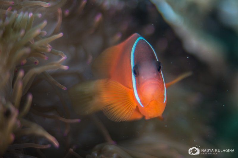 Anemone, Clown fish, Fish, Underwater, Амфиприоны Портретикиphoto preview