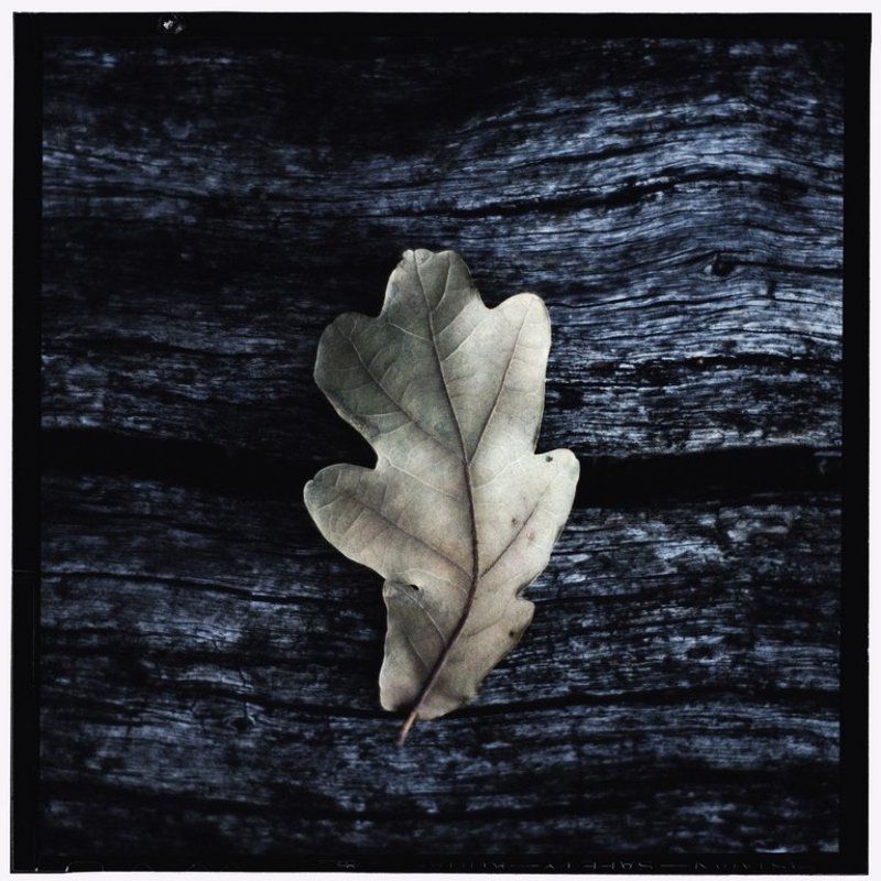 Листья, Осень, Природа Красота в деталяхphoto preview