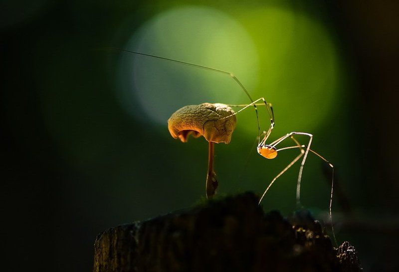 На цыпочках.photo preview