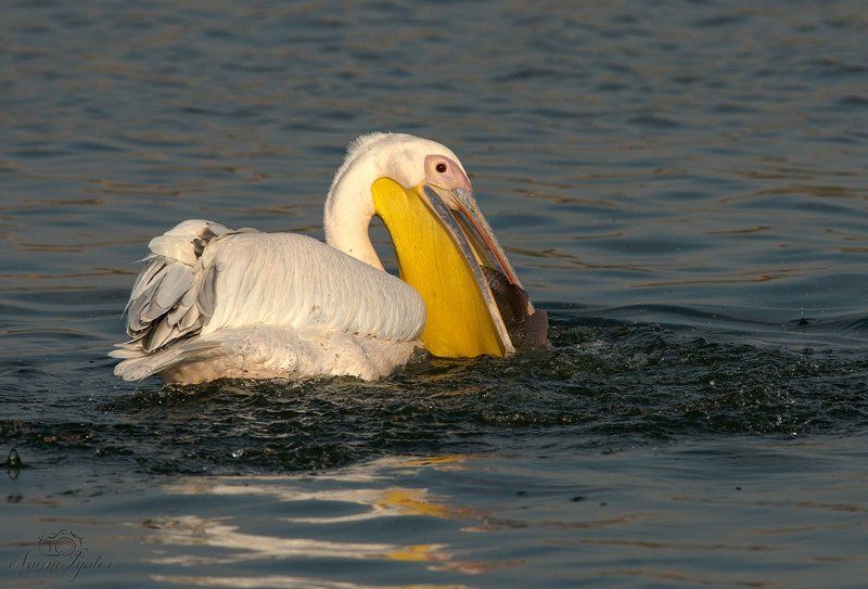 С уловомphoto preview