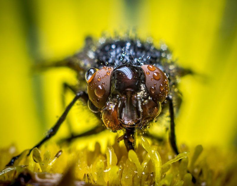 капли, макро, макрофото, муха, роса Мухаphoto preview