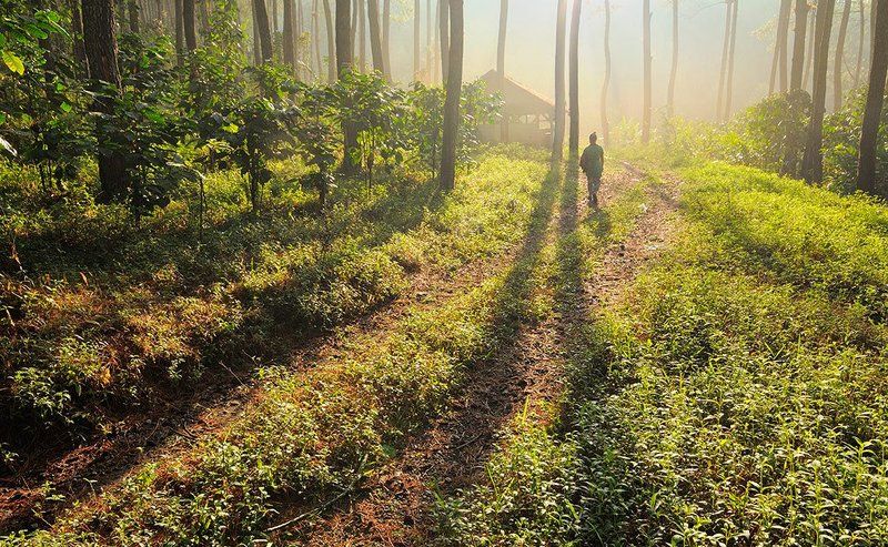 Fog, Forest, Morning, Natural light, Nature lonely forestphoto preview