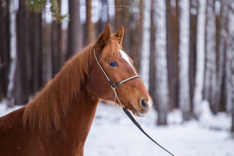 Красавица, Лошади, Рыжая Рыжаяphoto preview
