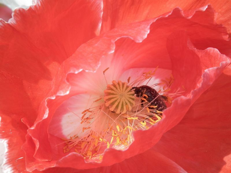 Жук-наркошаphoto preview