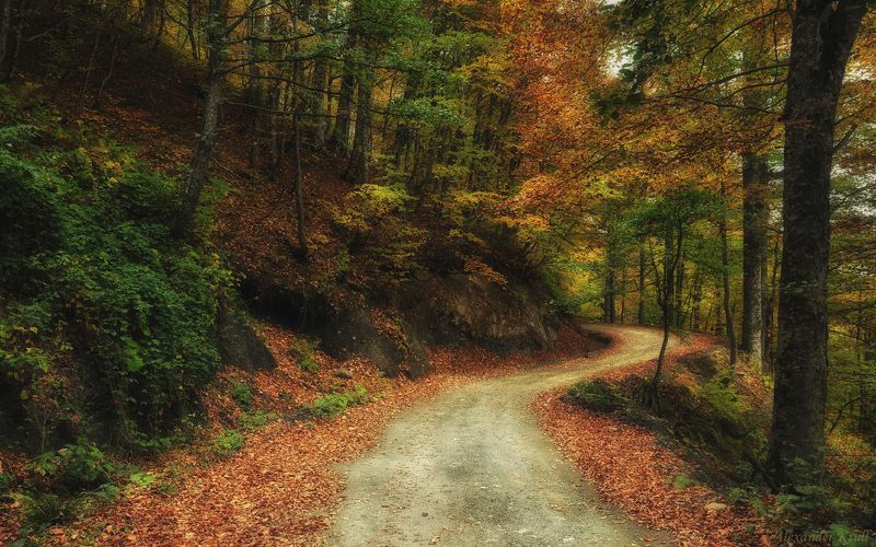 Дорога, Лес, Осень Вниз по горной дорожке...photo preview