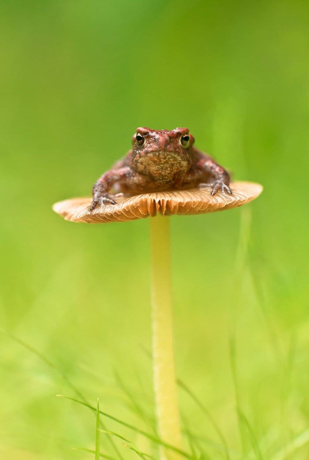 взгляд, гипноз, глаза, гриб, грибочек, зелёный, осень, макро, маленький принц, серая жаба, Ксения Соварцева