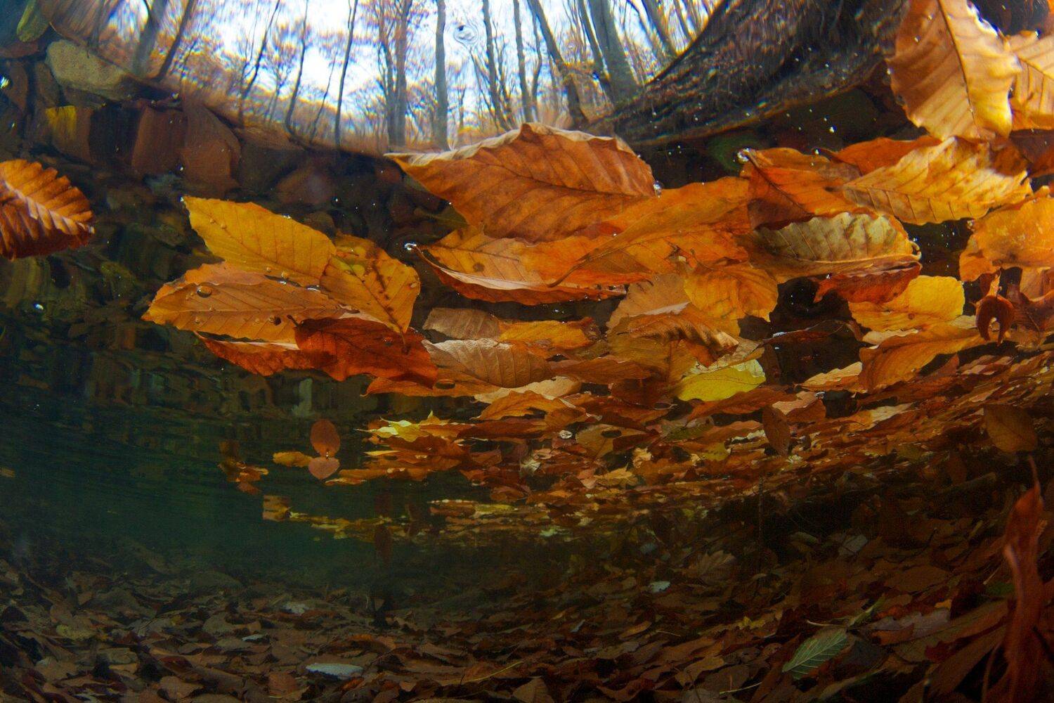 Листья, Осень, Подводная съемка, Ручей, Никифоров Егор