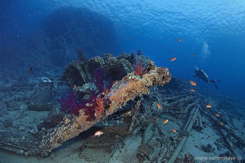 YOLANDAphoto preview