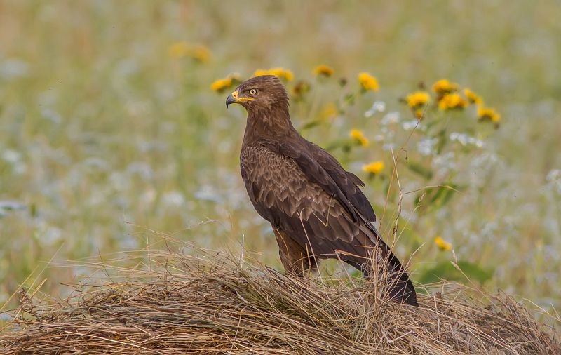 Подорлик, орлы, орел, птицы, фотоохота Подорлик малыйphoto preview