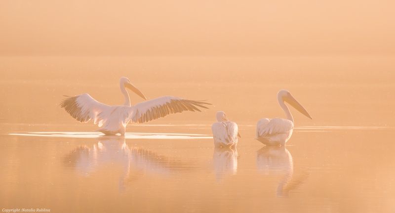 безмятежность, заповедник, красота, крылья, мечта, настроение, нежность, озеро, пеликаны, природа, птицы, рассвет, тишина, туман, утро - Доброе утро !photo preview