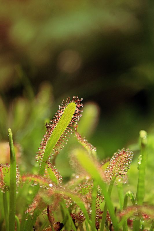 Комар, Макро, Росянка Отпусти меня фото превью