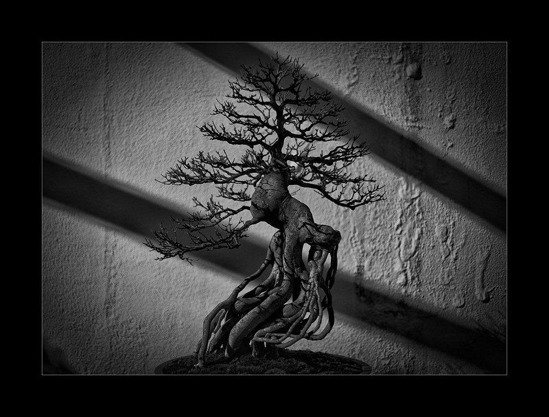 Bonsai Treephoto preview